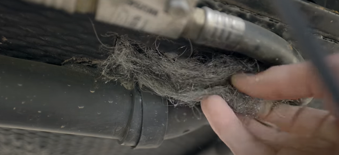 How to Keep Mice Out of an RV? RVProfy